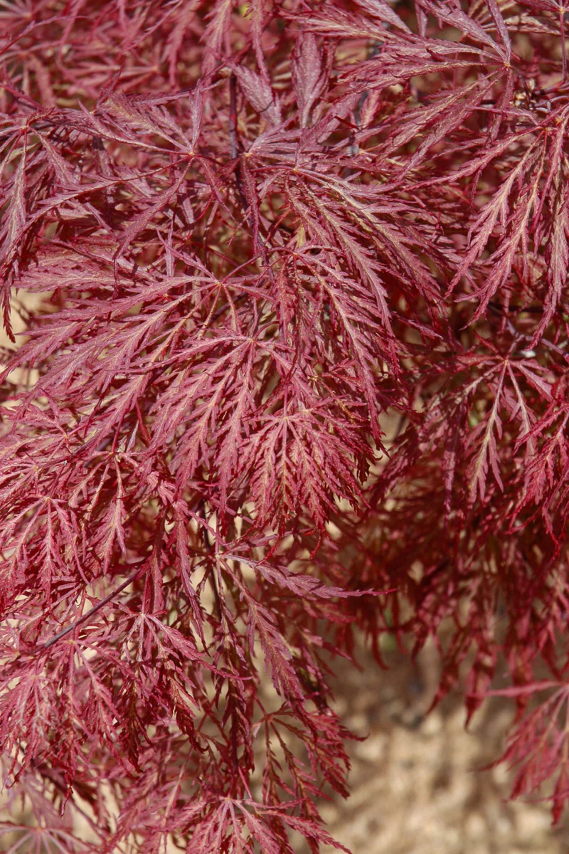 Maple, Japanese Ever Red - Image 2