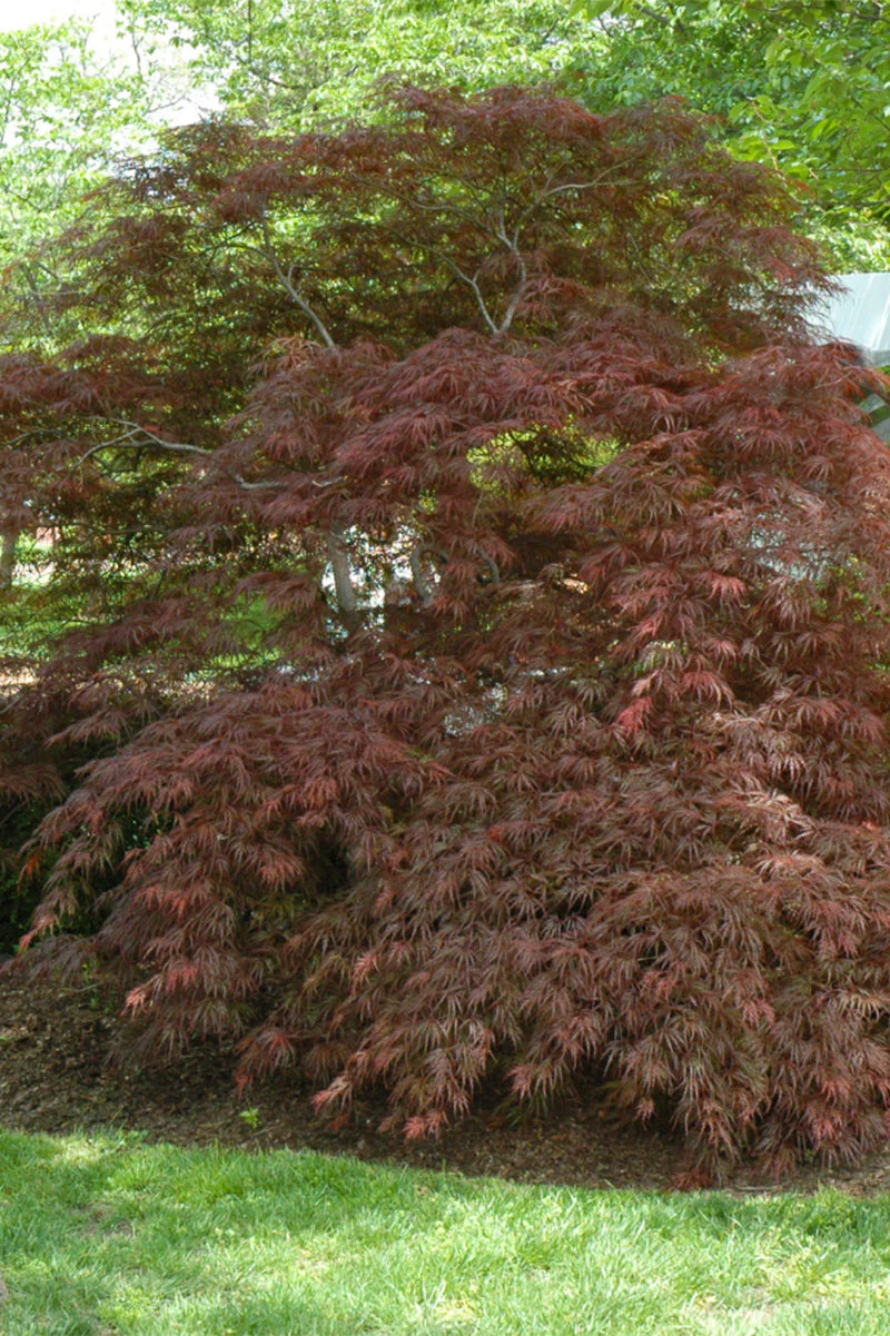 Maple, Japanese Garnet - Image 2