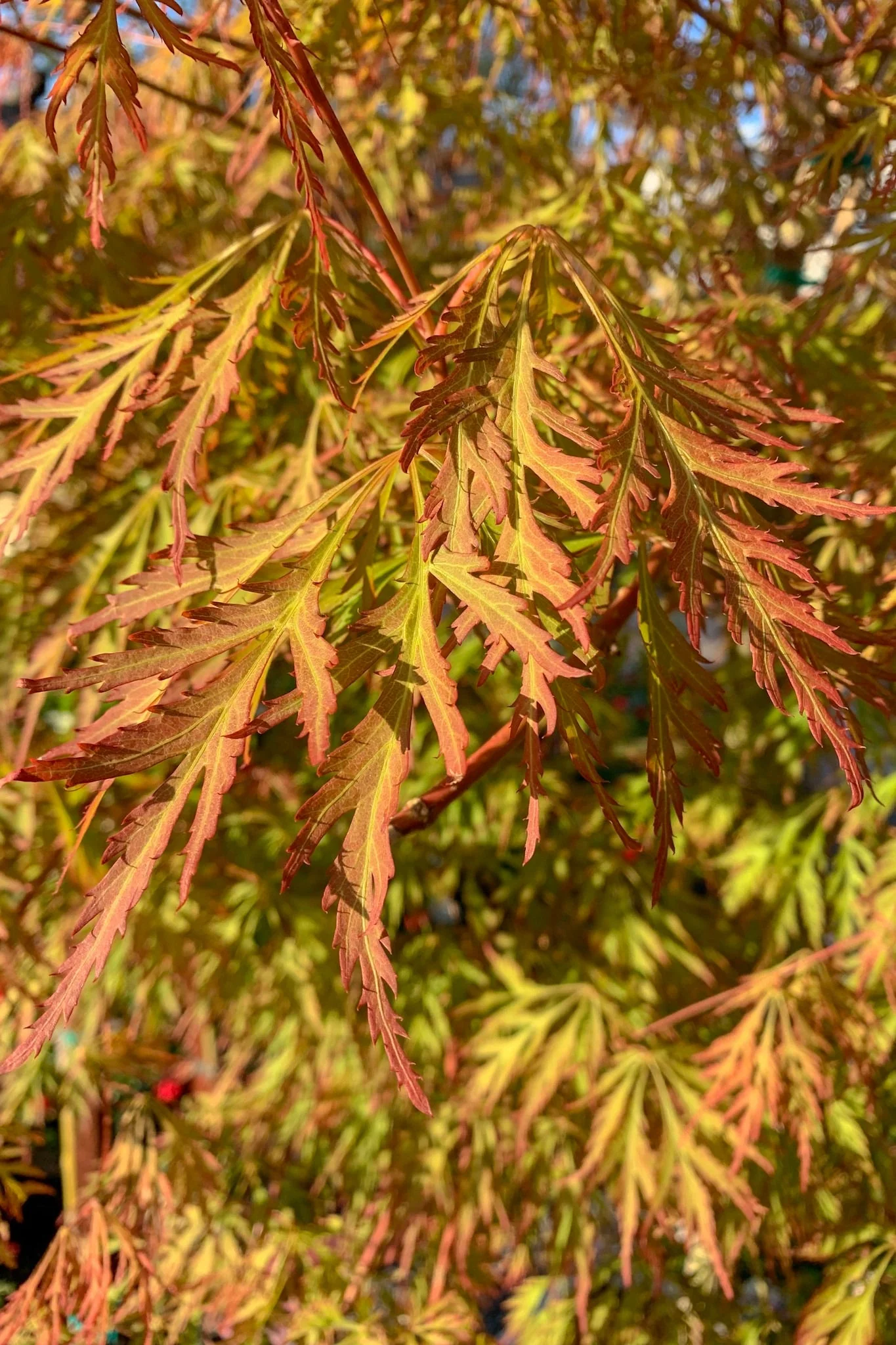 Maple, Japanese Ice Dragon