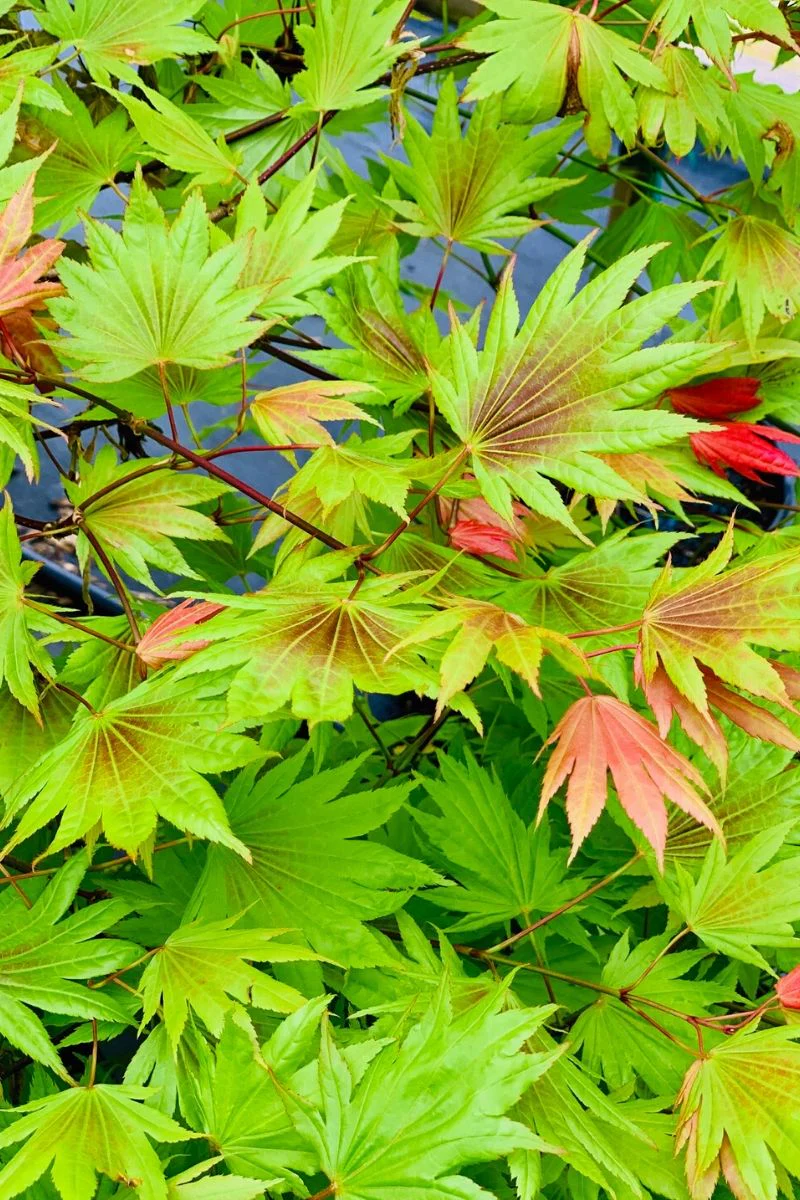 Maple, Japanese Koto-No-Ito - Image 2