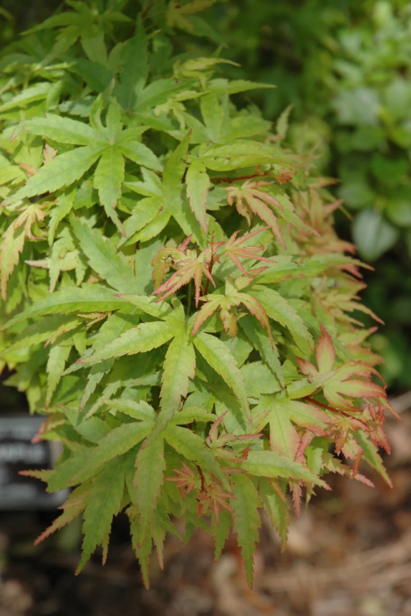 Maple, Japanese Sharps Pygmy
