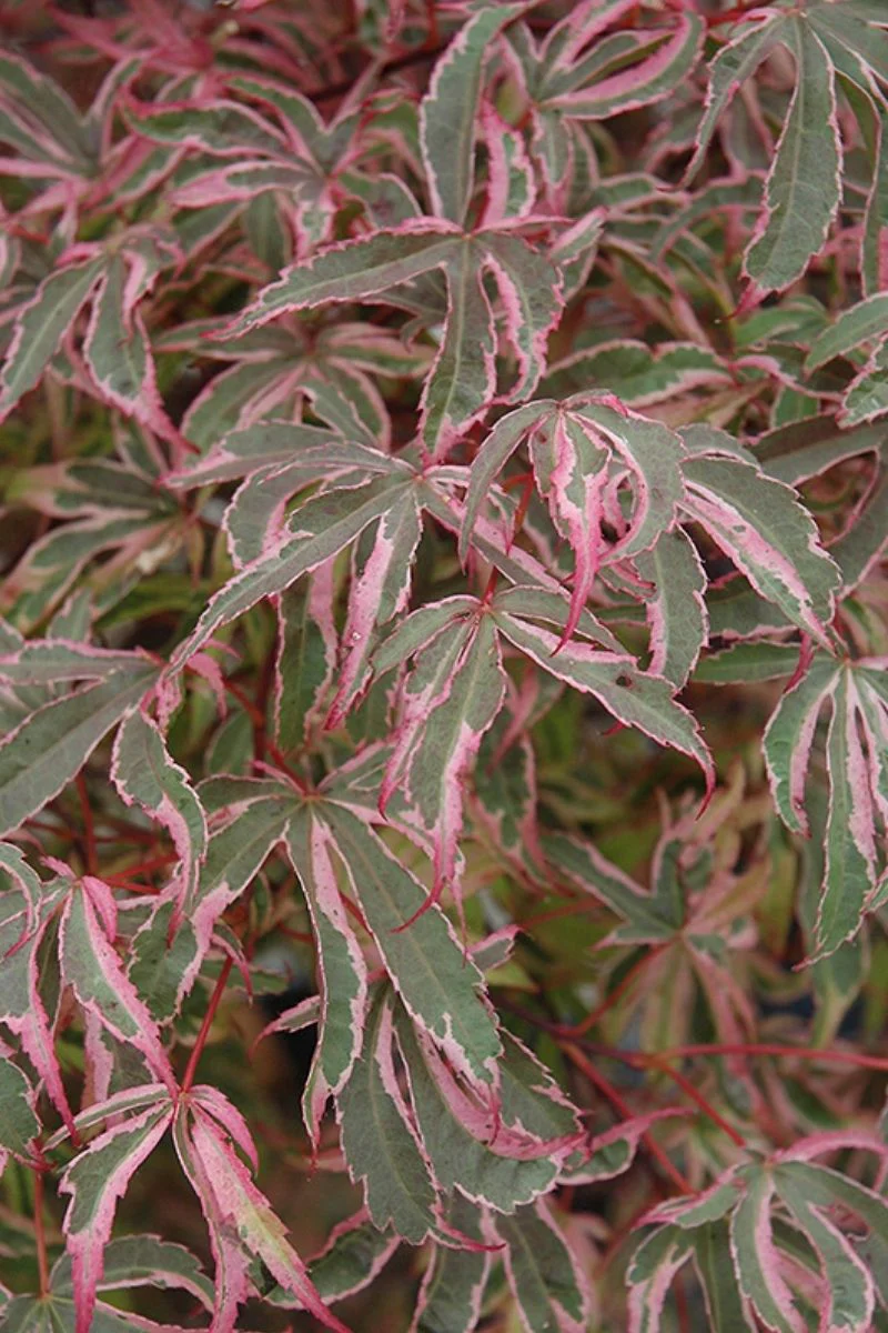 Maple, Japanese Shirazz