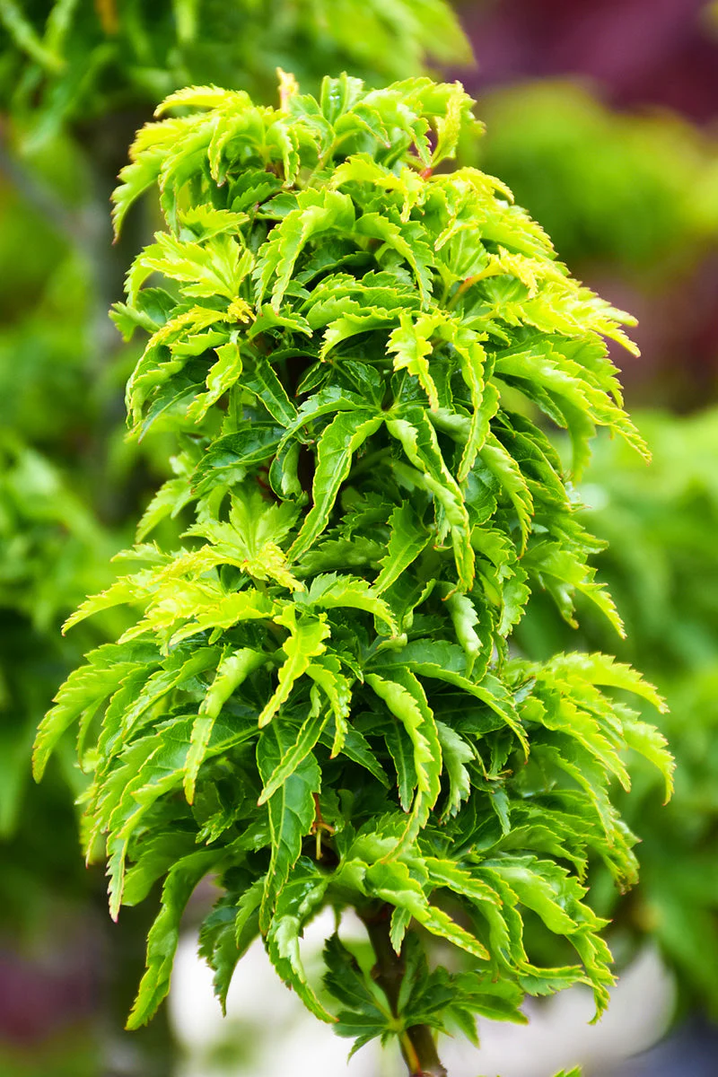 Maple, Japanese Shishigashira
