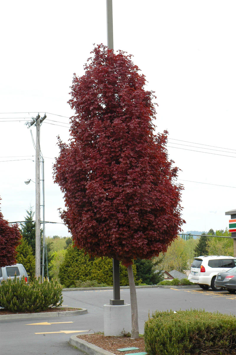 Maple, Norway Crimson Sentry