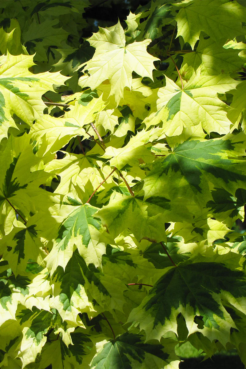 Maple, Norway Variegated