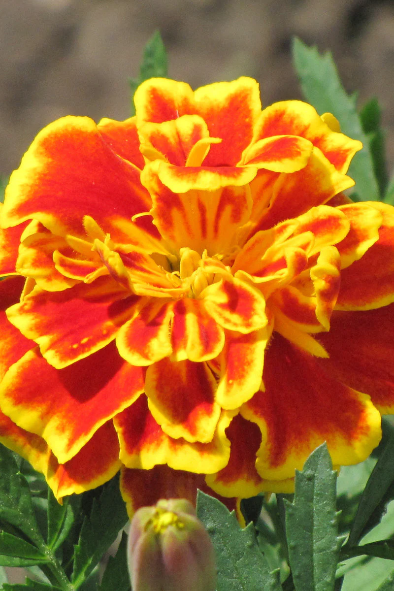 Marigold Safari Scarlet - Image 2