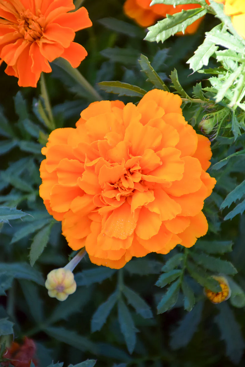 Marigold, Safari Tangerine - Image 2