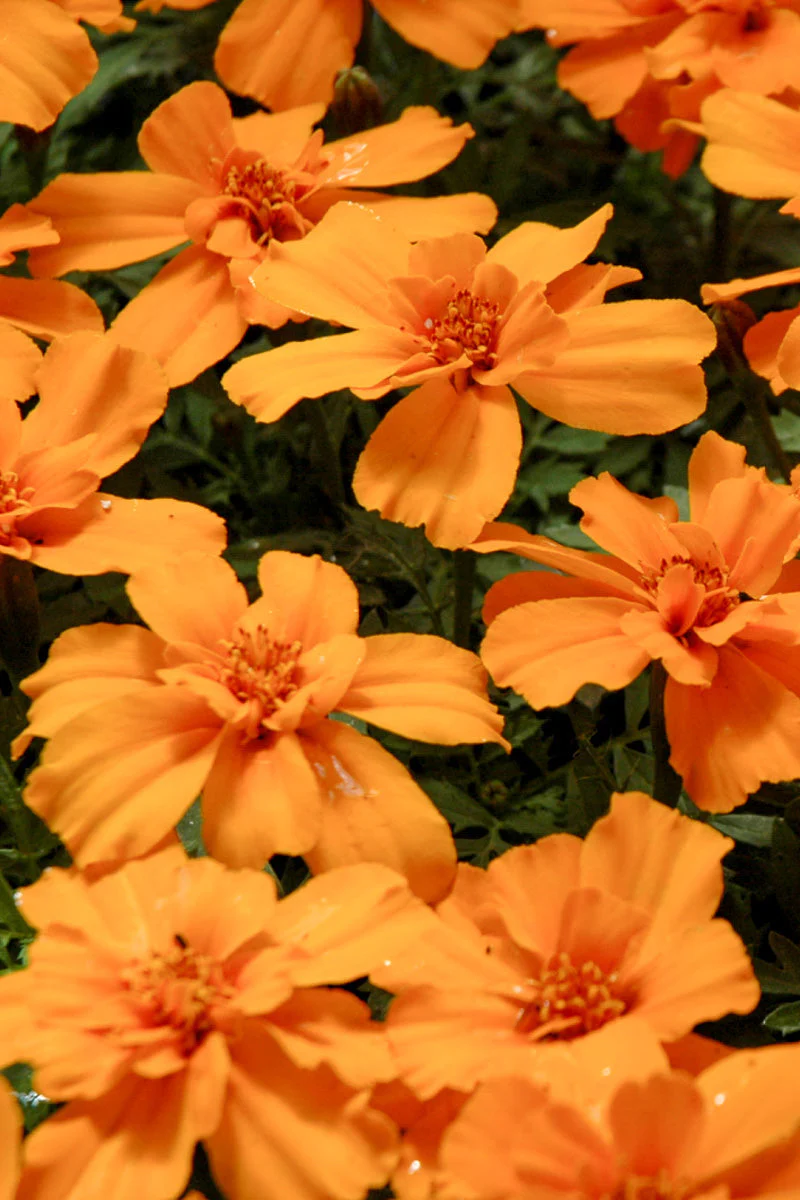 Marigold, Safari Tangerine - Image 3