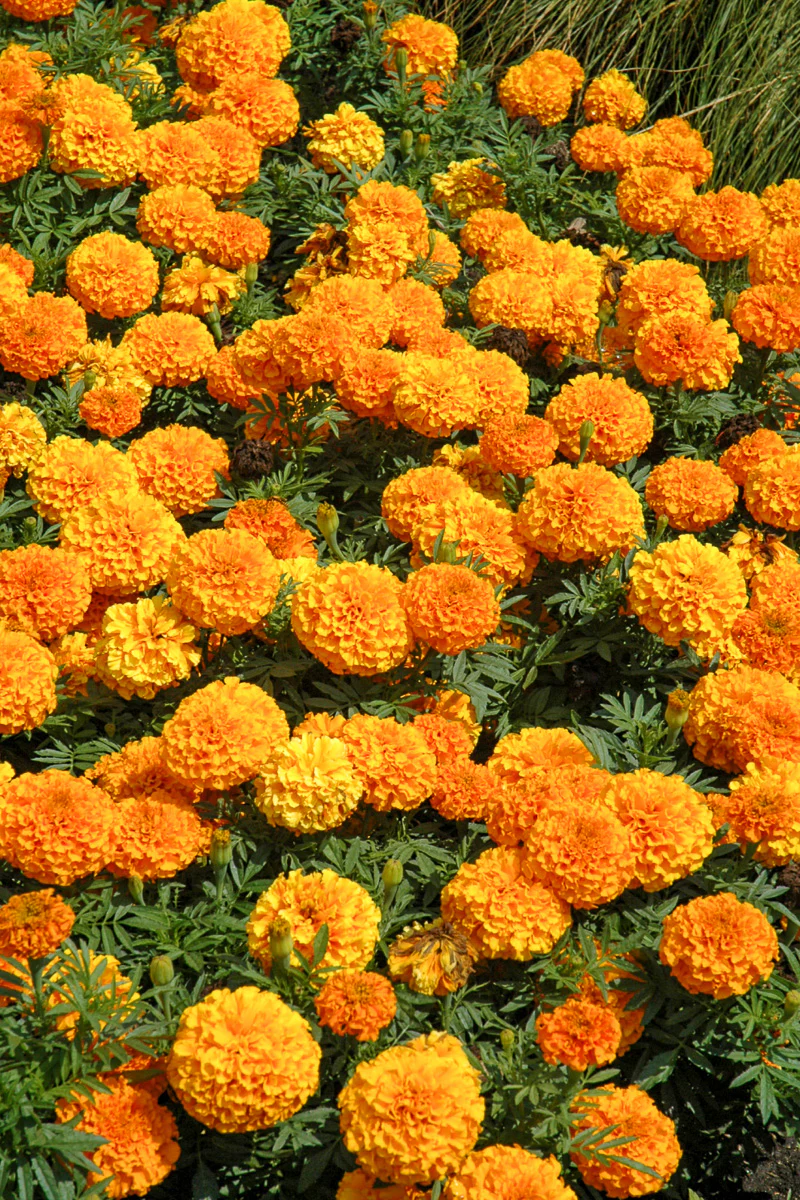 Marigold Taishan Orange - Image 2