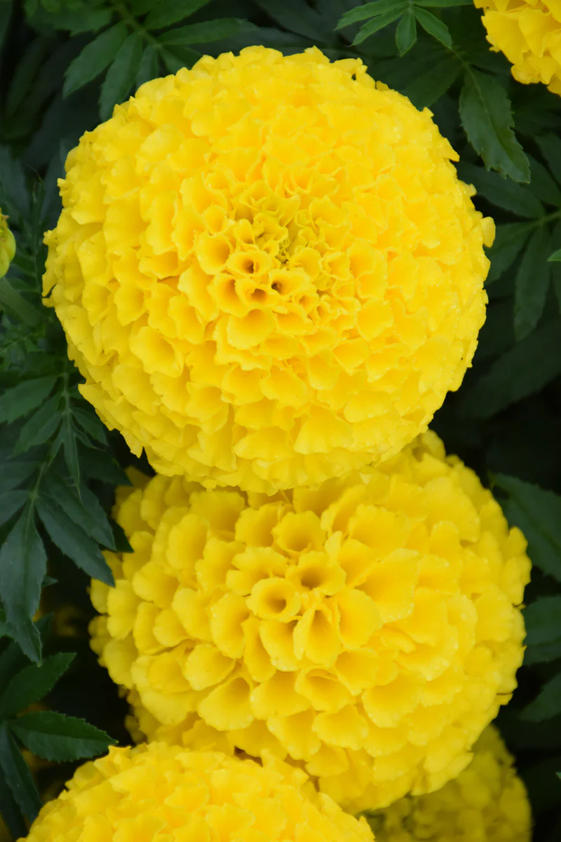 Marigold Taishan Yellow - Image 2