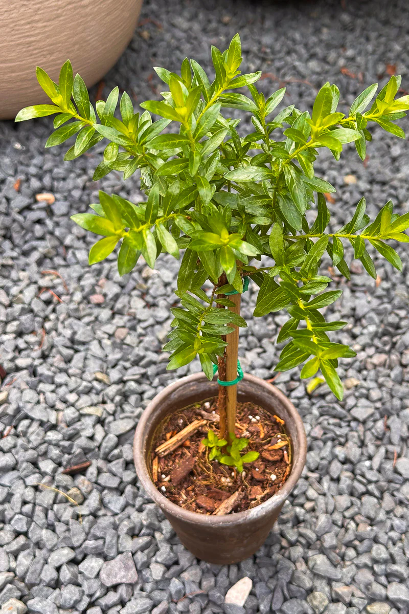 Mexican Heather, Topiary White 4" Grey Clay Pot - Image 2
