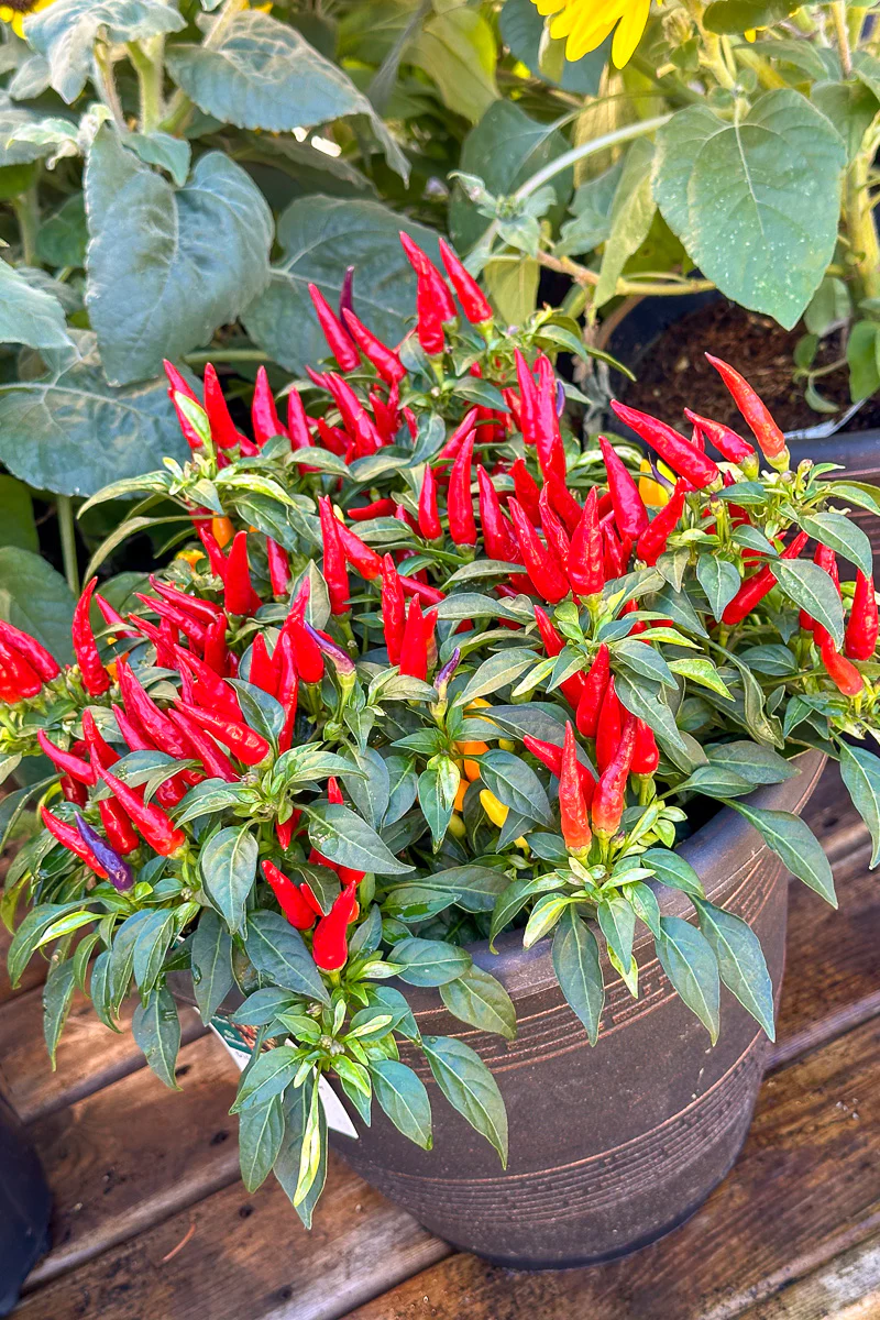 Ornamental Pepper, Mixed - Image 2