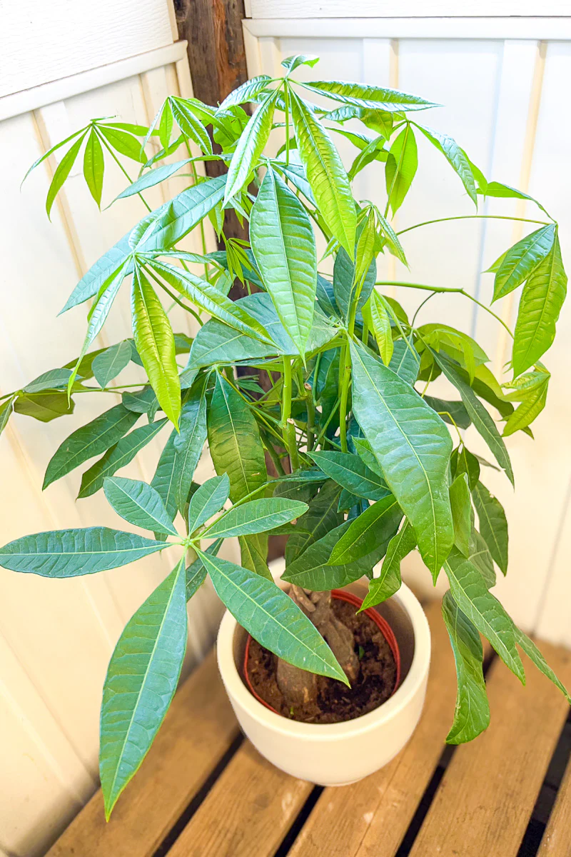 Money Tree, 8" Braid