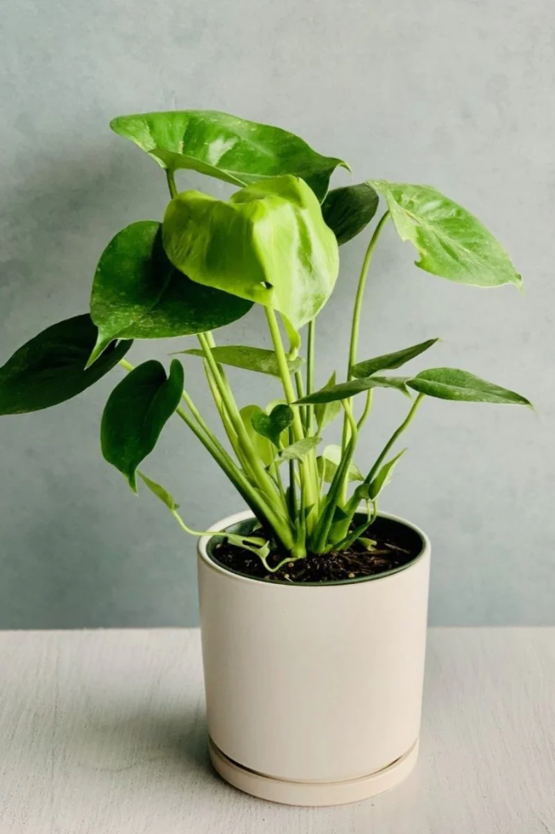 Monstera, Deliciosa 6"