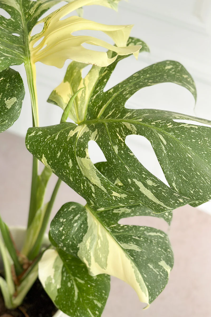 Monstera, Deliciosa Thai Constellation 10"