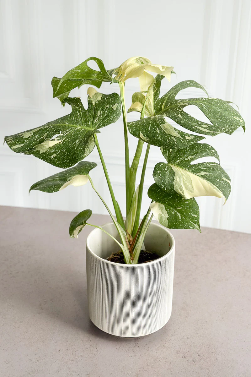 Monstera, Deliciosa Thai Constellation 6"