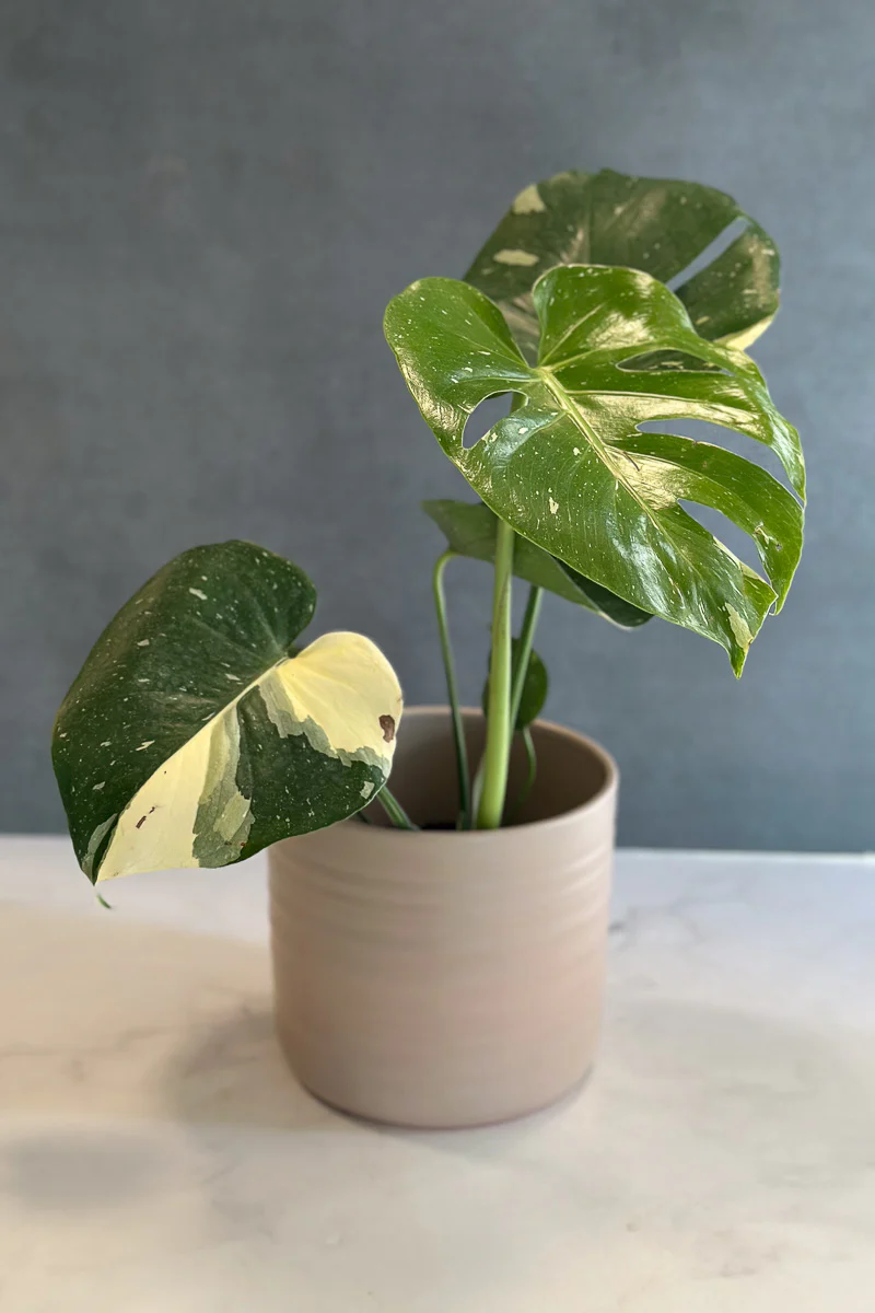 Monstera, Deliciosa Thai Constellation 6" - Image 3