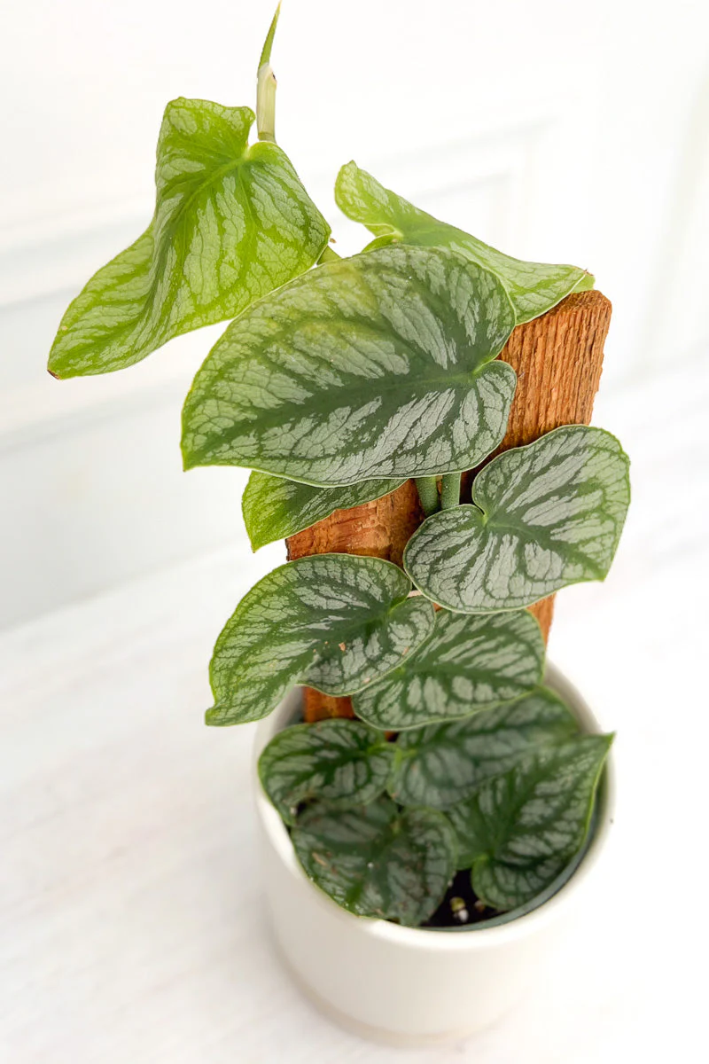 Monstera, Dubia 4" - Image 2