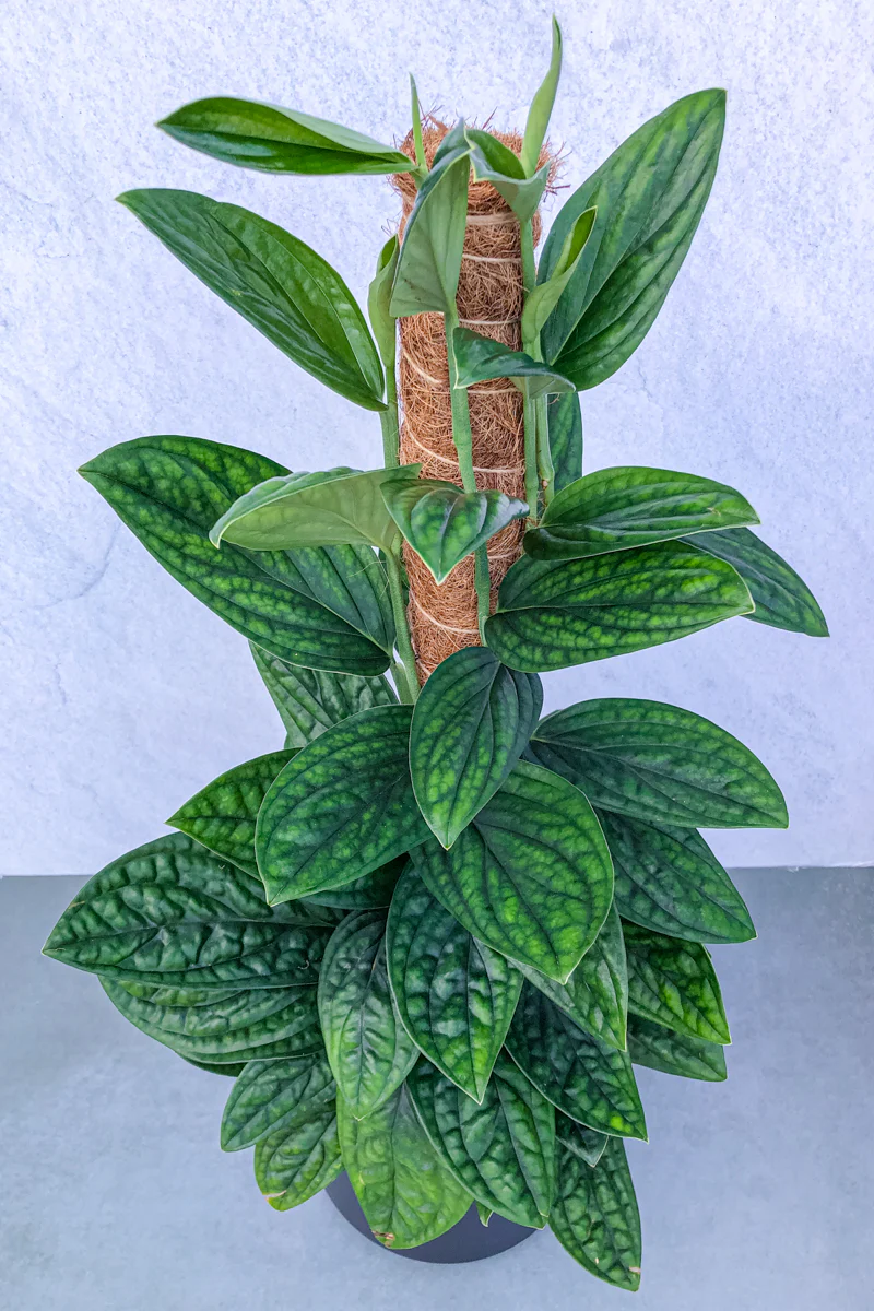 Monstera, Peru 8" Totem - Image 2