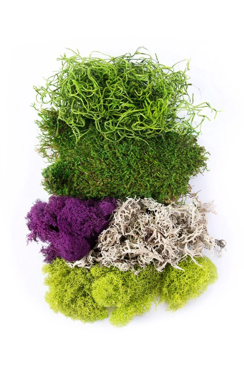 SuperMoss Best Sellers Moss Mix 2 oz - Image 2