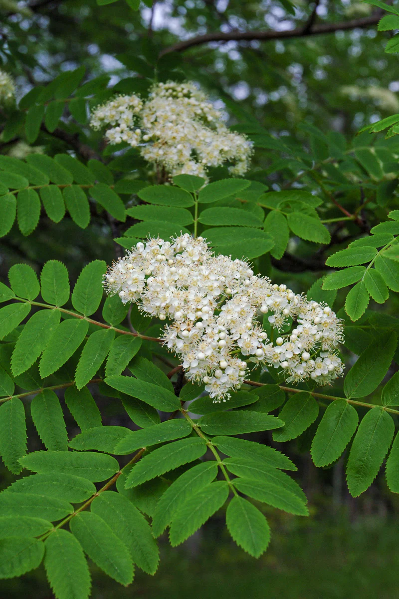 Mountain Ash, Cardinal Royal - Image 2