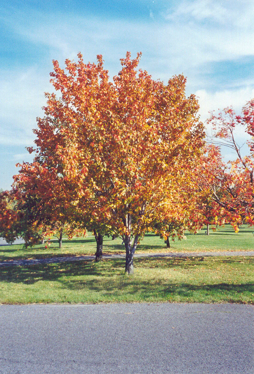 Mountain Ash, Korean - Image 3