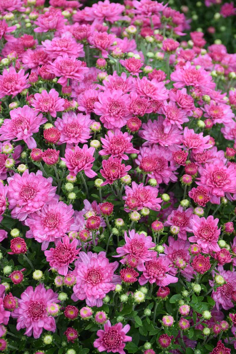 Mum Fall Dark Pink