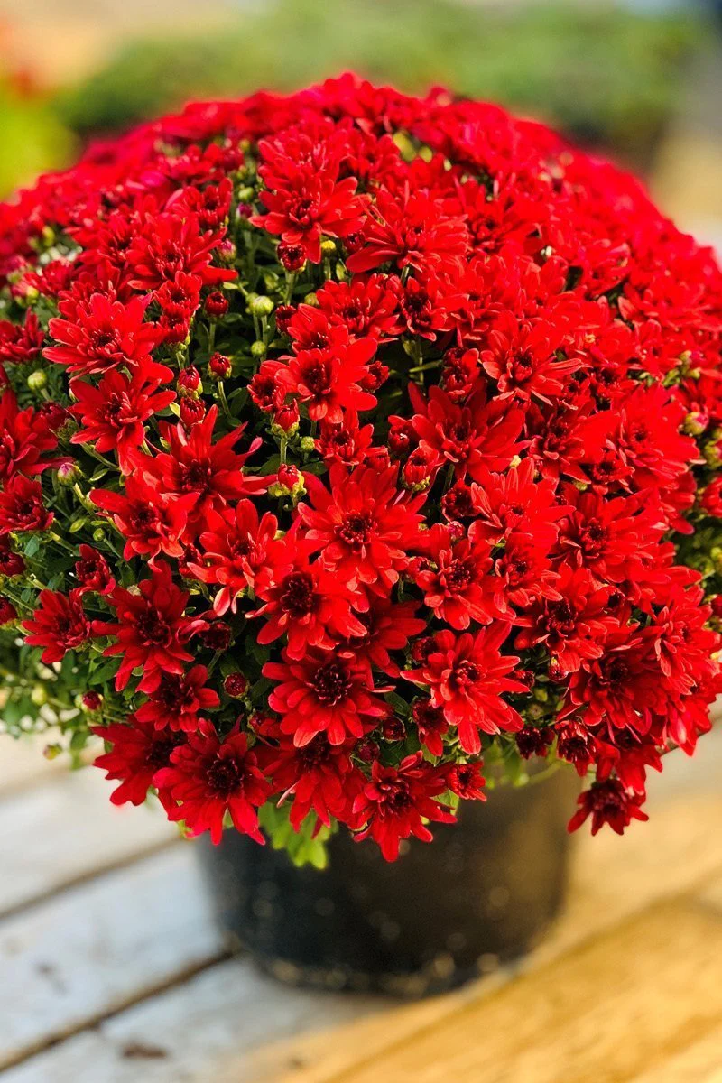 Mum, Fall  Premium Red 14"