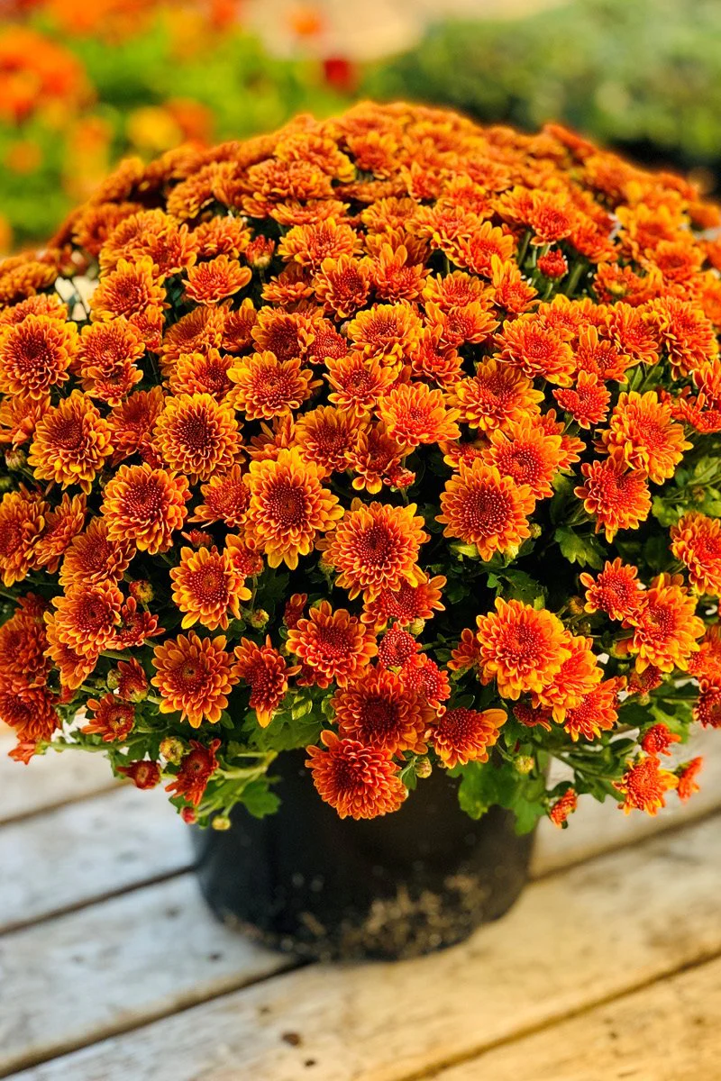 Mum, Fall Orange - Image 2