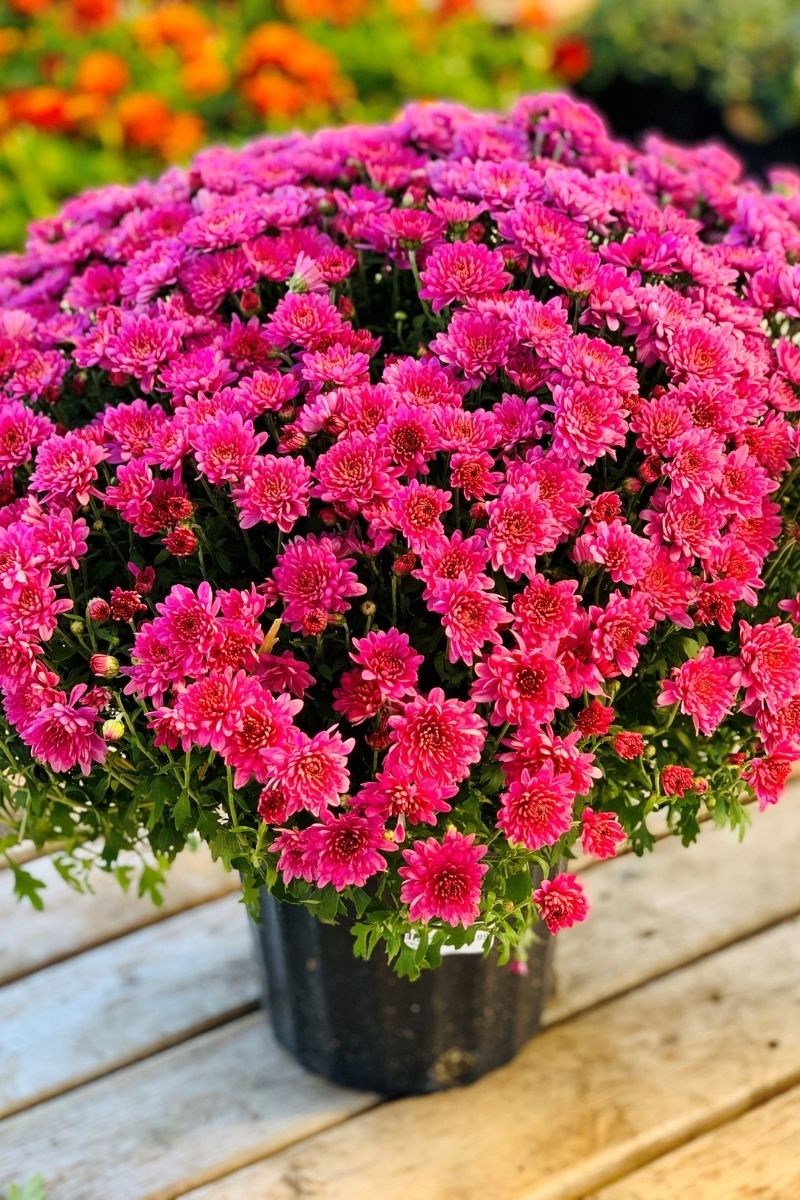 Mum, Fall Pink