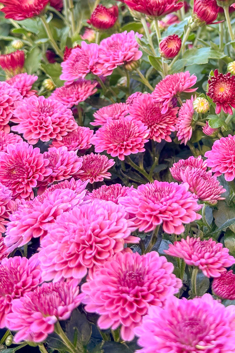 Mum, Fall Pink - Image 2