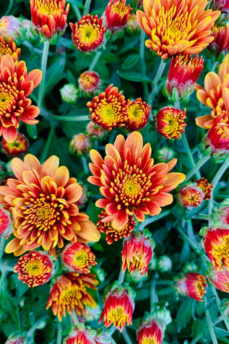 Mum Fall Premium Orange - Image 2