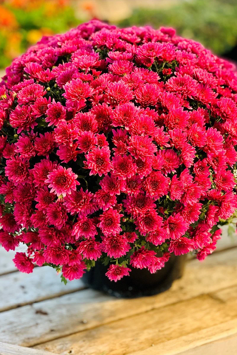 Mum, Fall Purple - Image 2