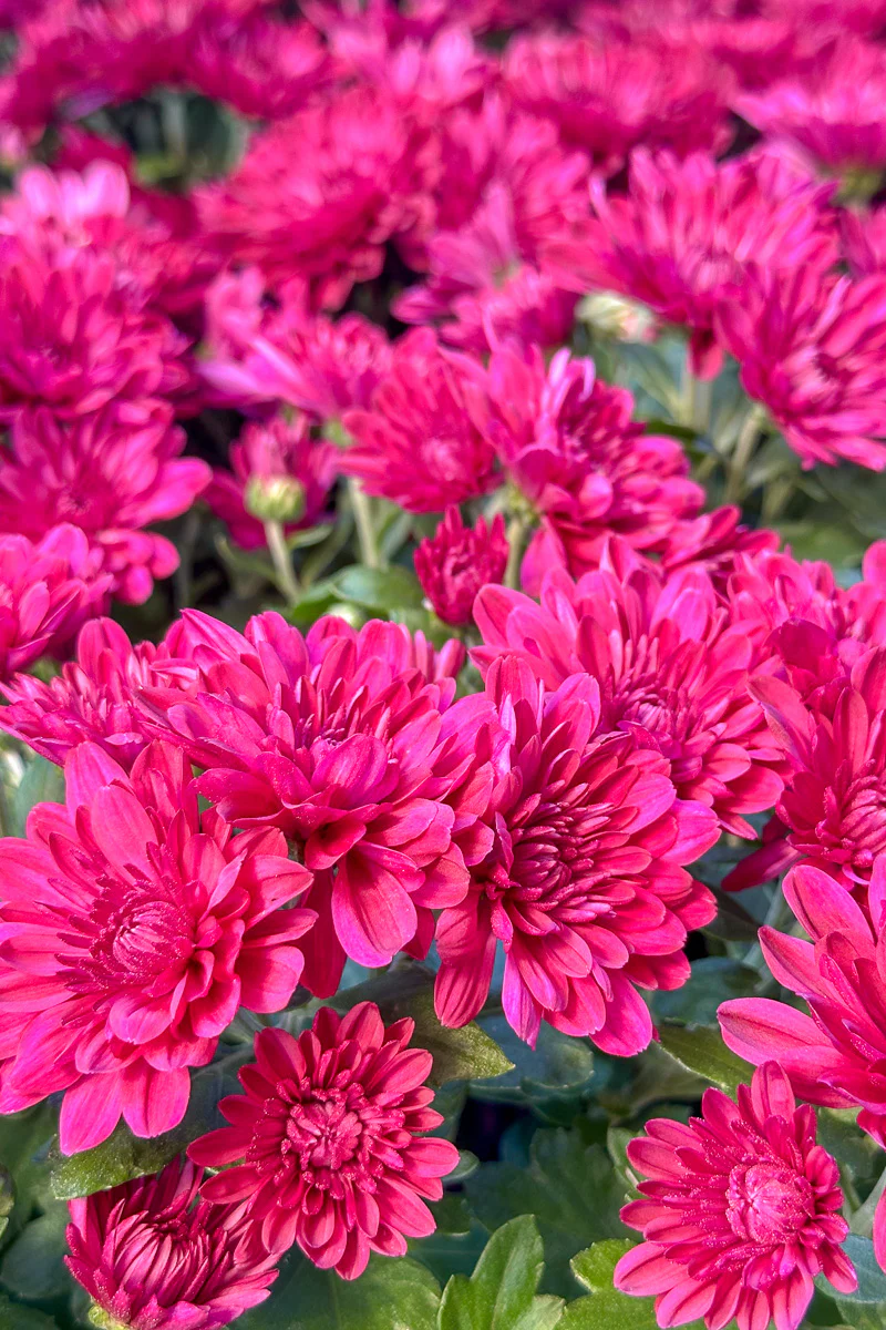 Mum, Fall Purple
