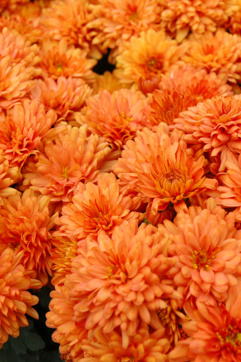 Mum, Gigi Orange