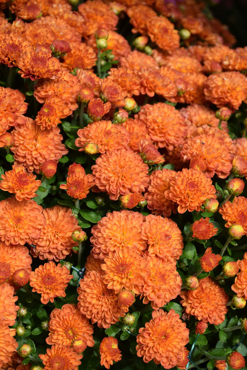 Mum, Gigi Orange - Image 2