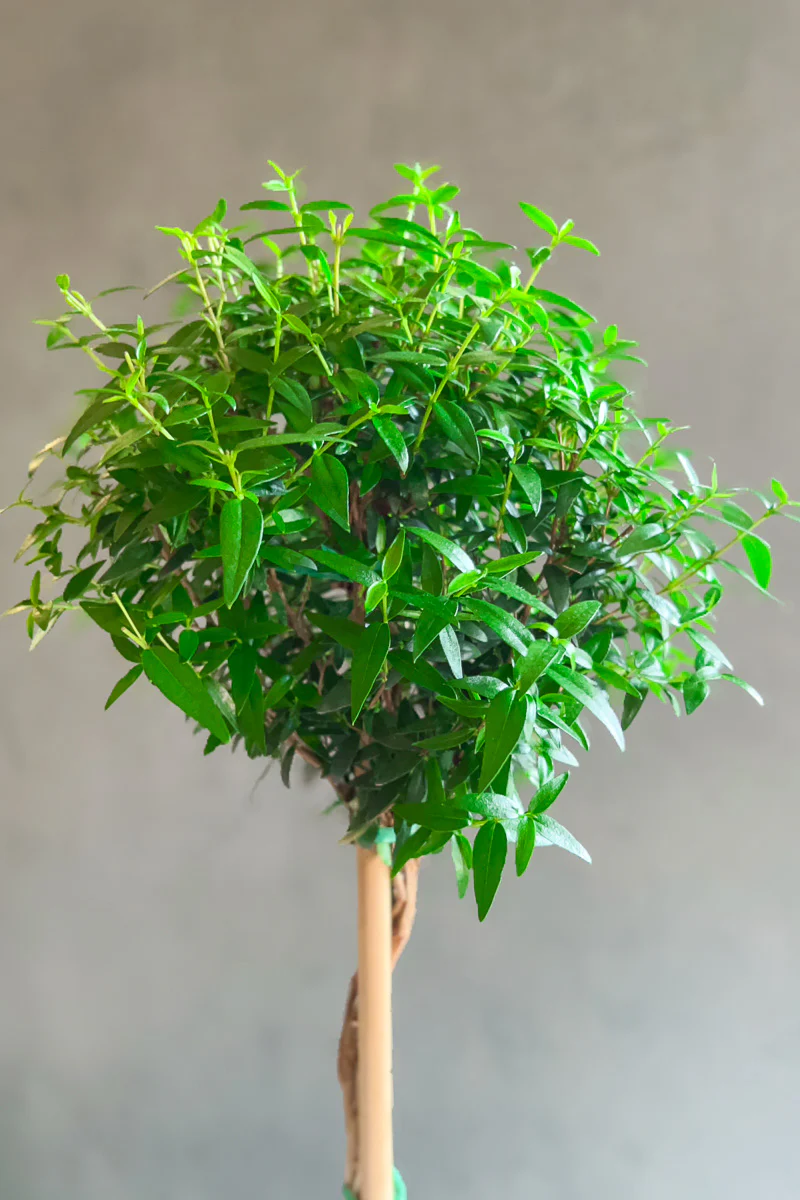 Myrtle, Topiary 6" Grey Clay Pot