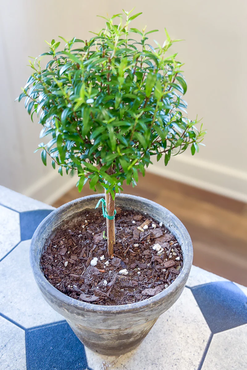 Myrtle, Topiary 6" Grey Clay Pot - Image 3