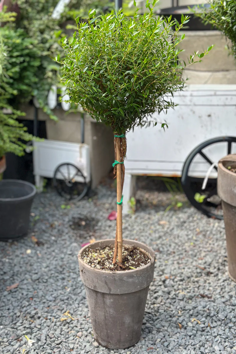 Myrtle, Topiary Single Ball 7" Grey Clay Pot - Image 2