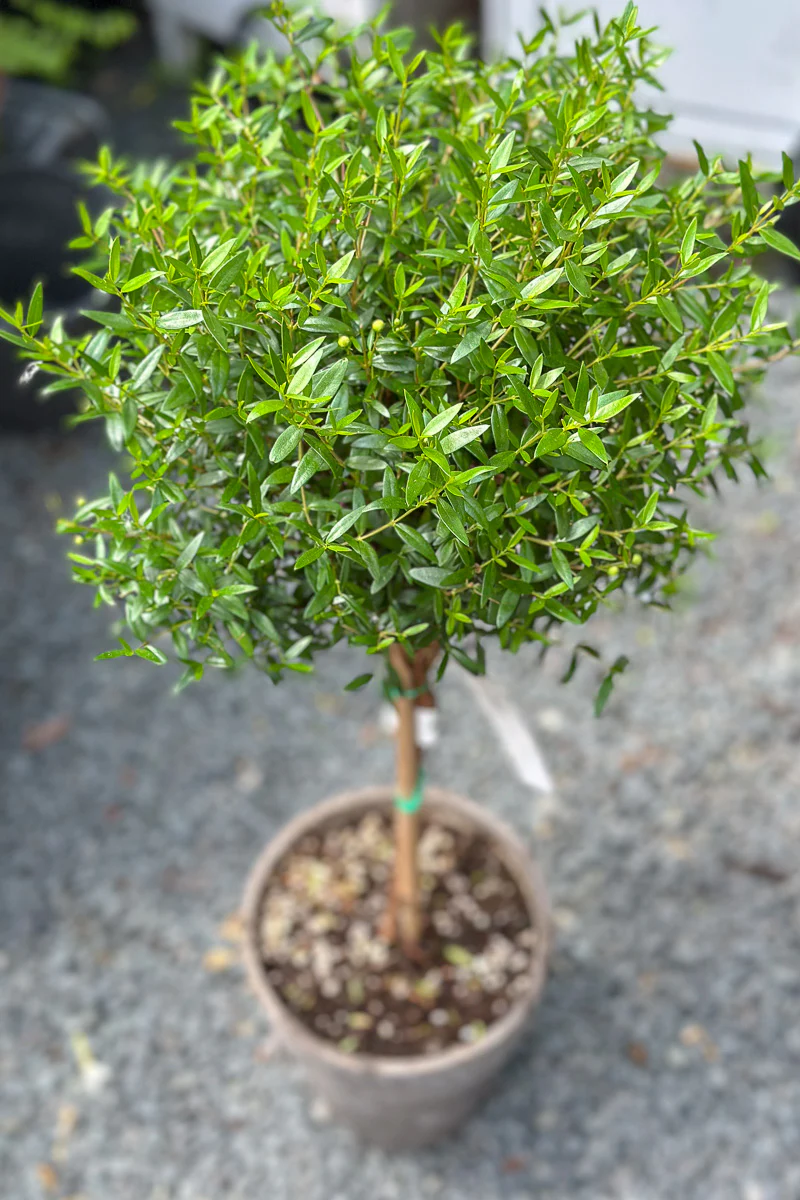Myrtle, Topiary Single Ball 7" Grey Clay Pot - Image 3