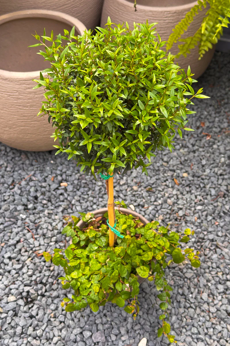 Myrtle, Topiary Single Ball w/Green Creeping Fig 6" Grey Clay Pot