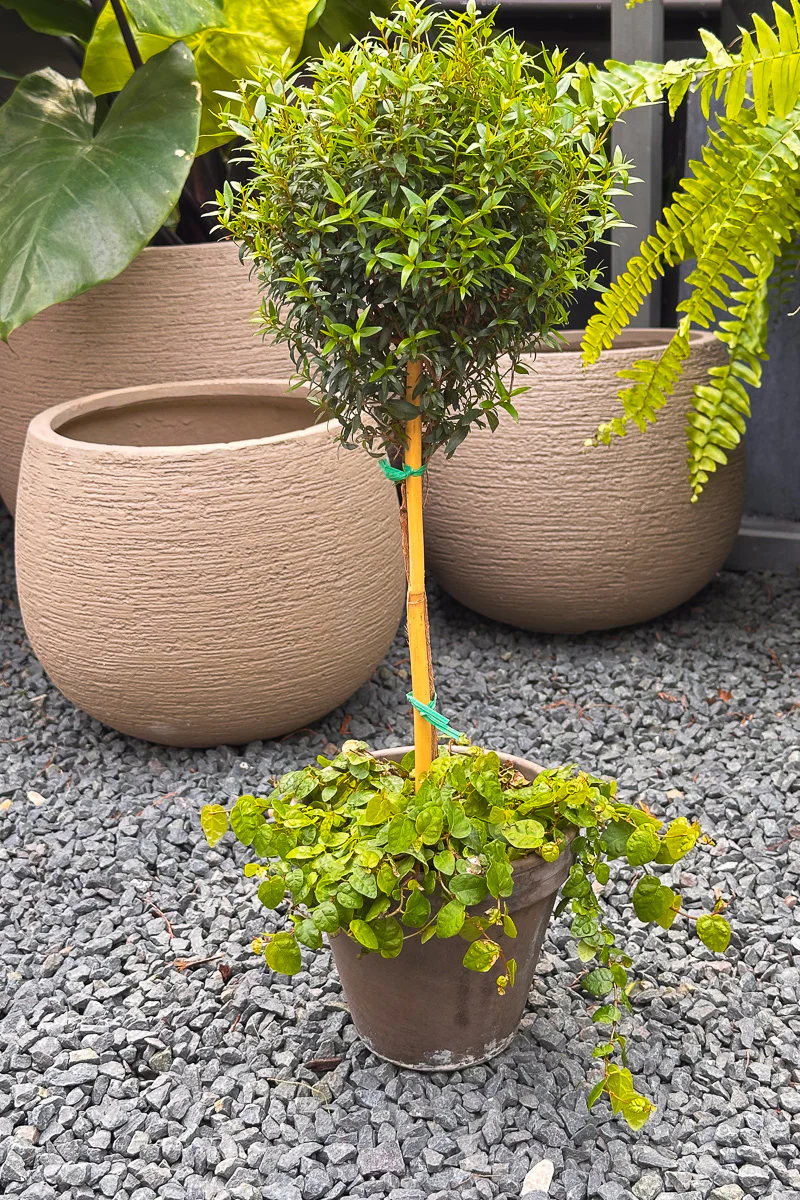 Myrtle, Topiary Single Ball w/Green Creeping Fig 6" Grey Clay Pot - Image 2
