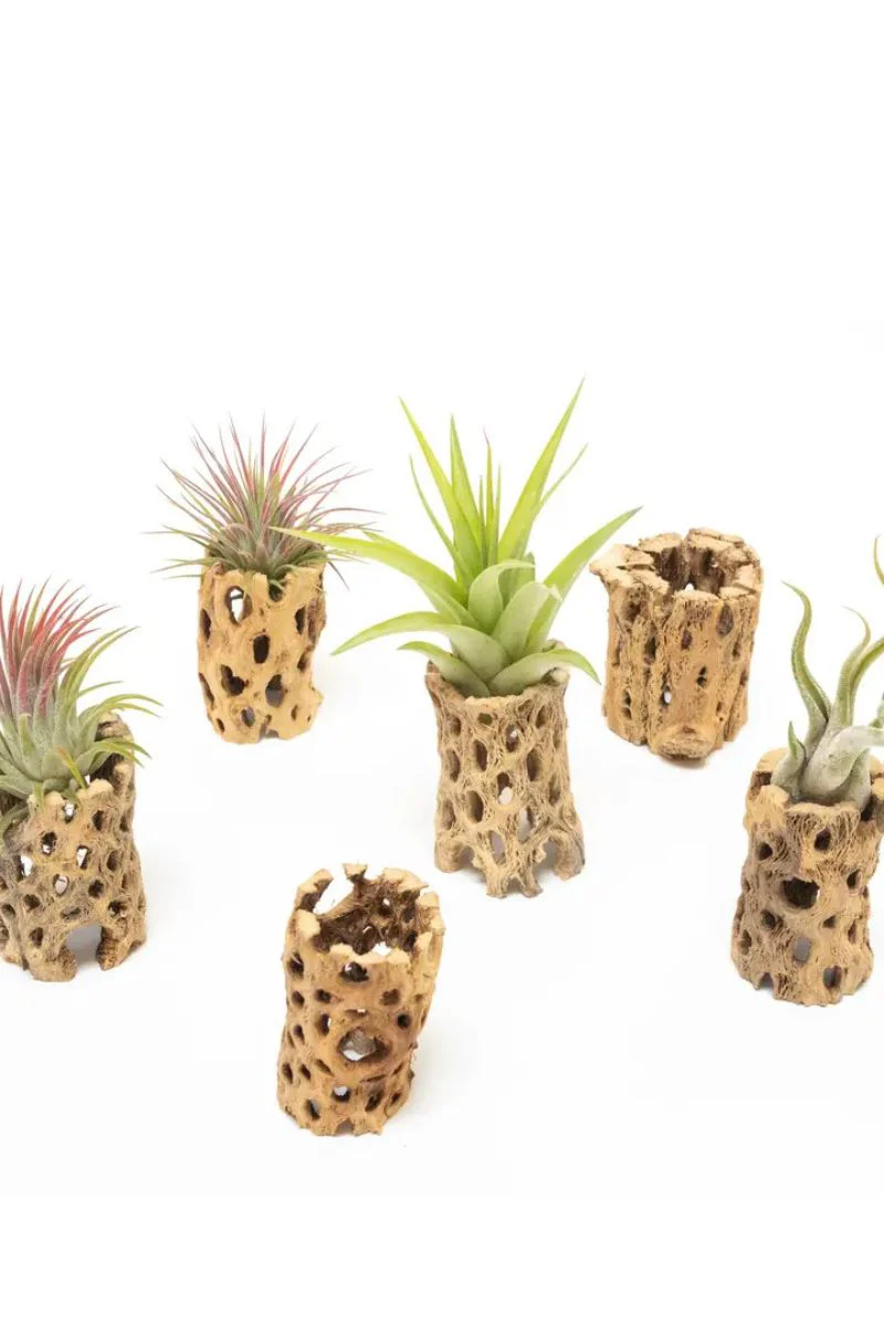 Natural Cholla Wood Containers Tall 3"