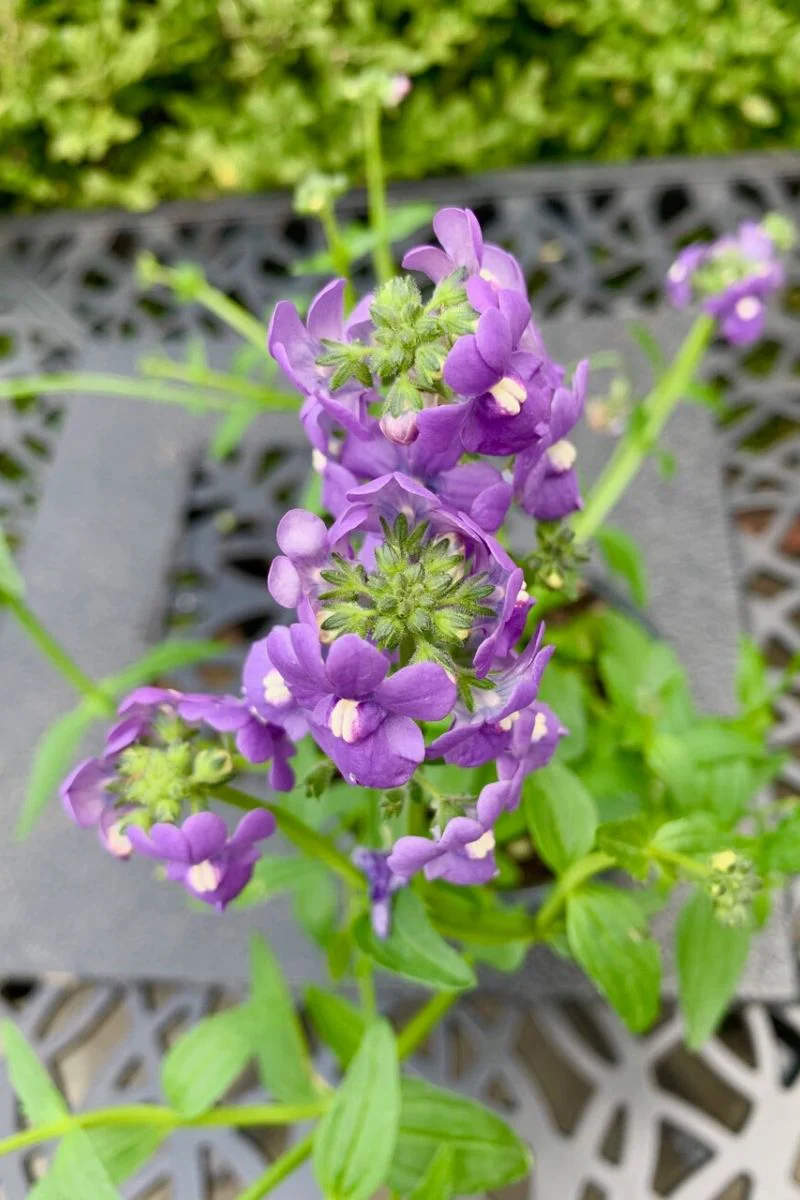 Nemesia, Blue
