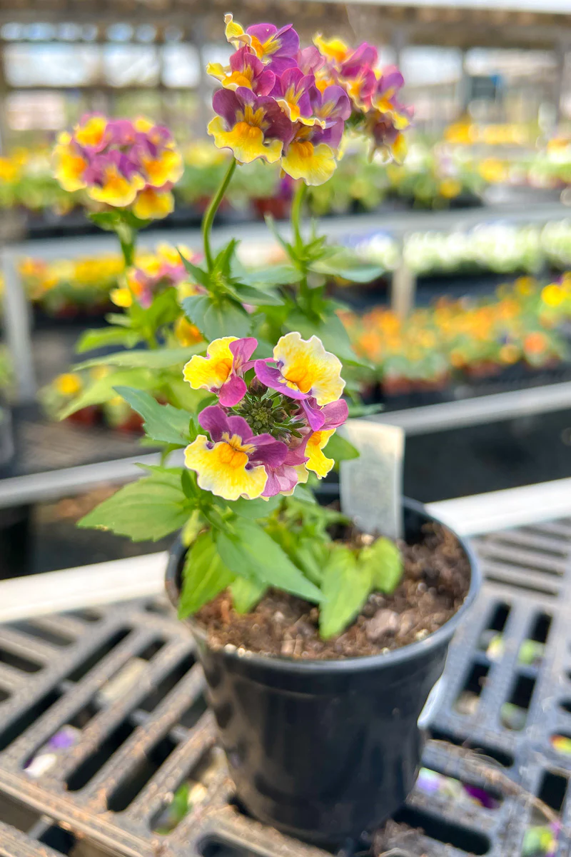 Nemesia Sunglow Purple Bicolor - Image 2
