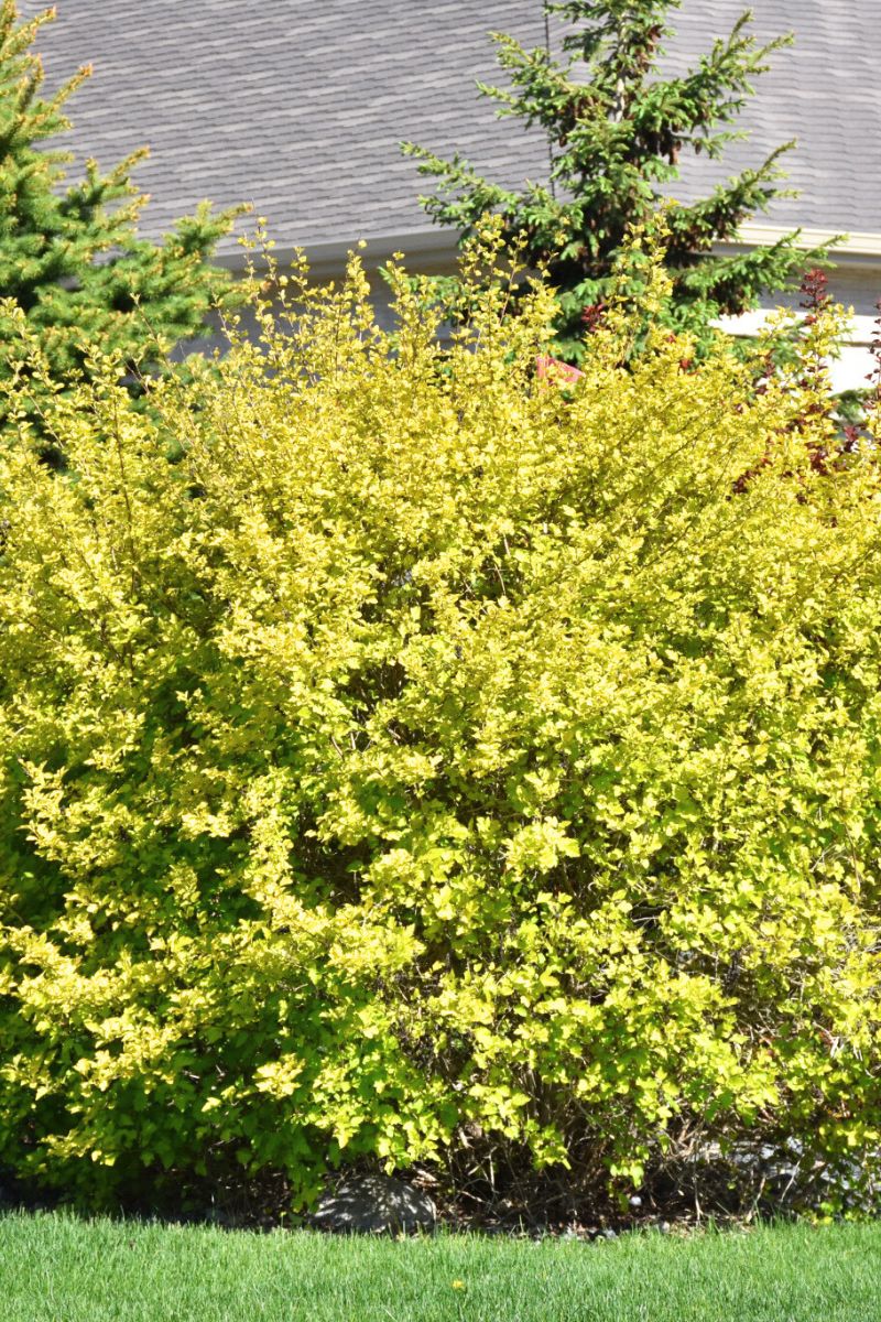 Ninebark, Dart's Gold - Image 2