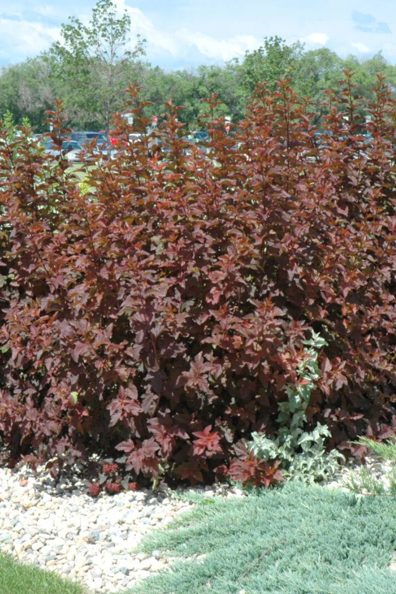 Ninebark, Diablo - Image 2