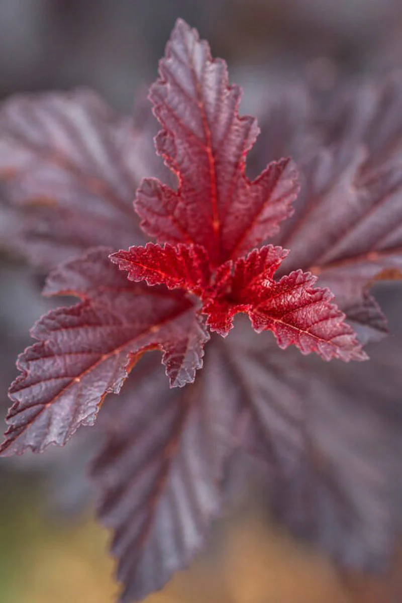 Ninebark, Fireside - Image 2