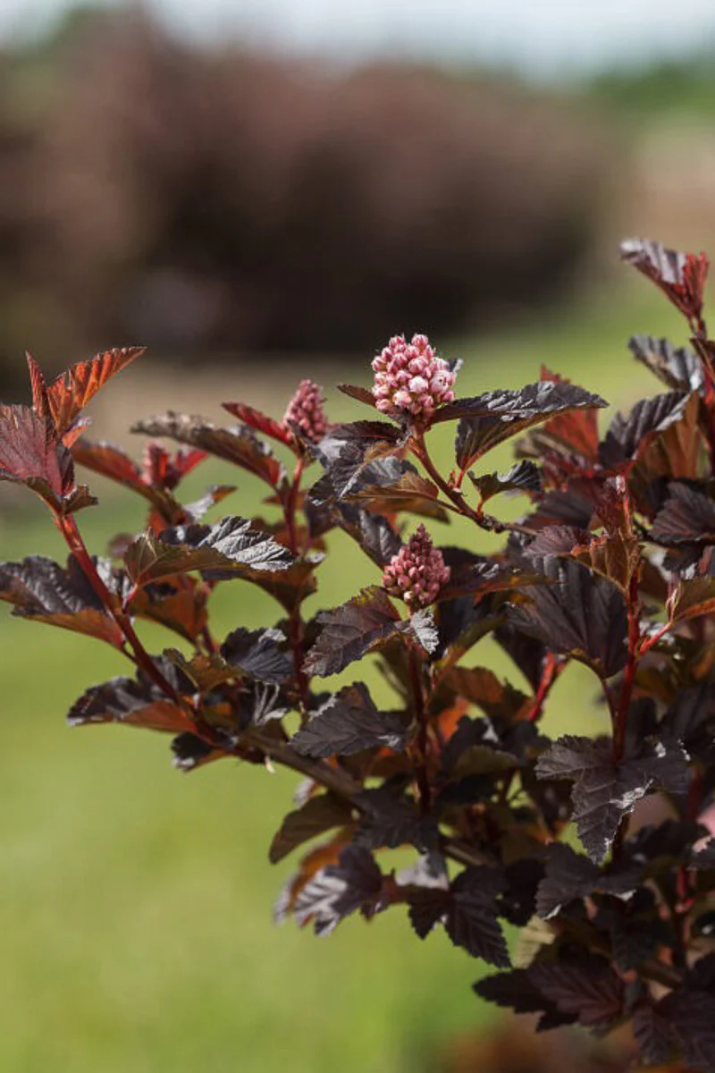 Ninebark, Fireside - Image 3