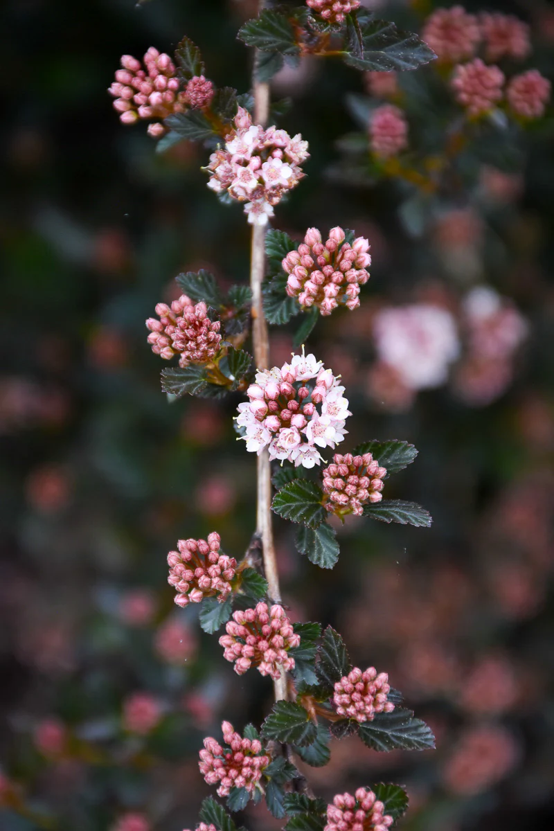 Ninebark, Little Devil - Image 2